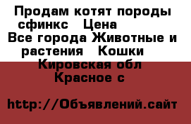 Продам котят породы сфинкс › Цена ­ 4 000 - Все города Животные и растения » Кошки   . Кировская обл.,Красное с.